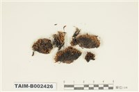 藏品(紫萼苔科)的圖片